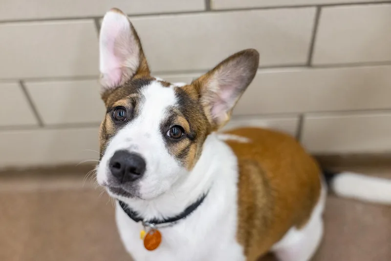A baby large-sized female Border Collie dog named Zayla for adoption in Golden Valley, MN