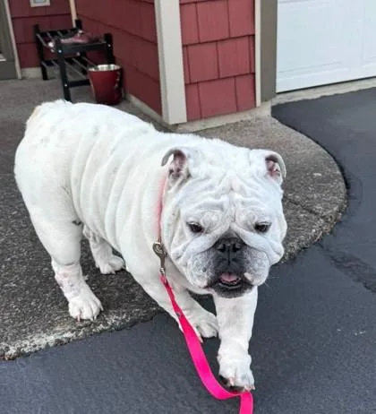 An adult medium-sized female White / Cream English Bulldog dog named Moana Tala for adoption in Bonney Lake, WA