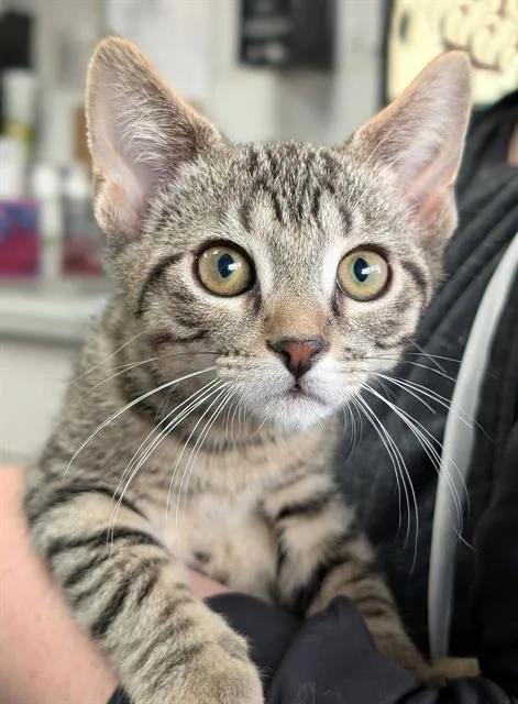 A baby small-sized male Domestic Short Hair cat named Max for adoption in Canfield, OH