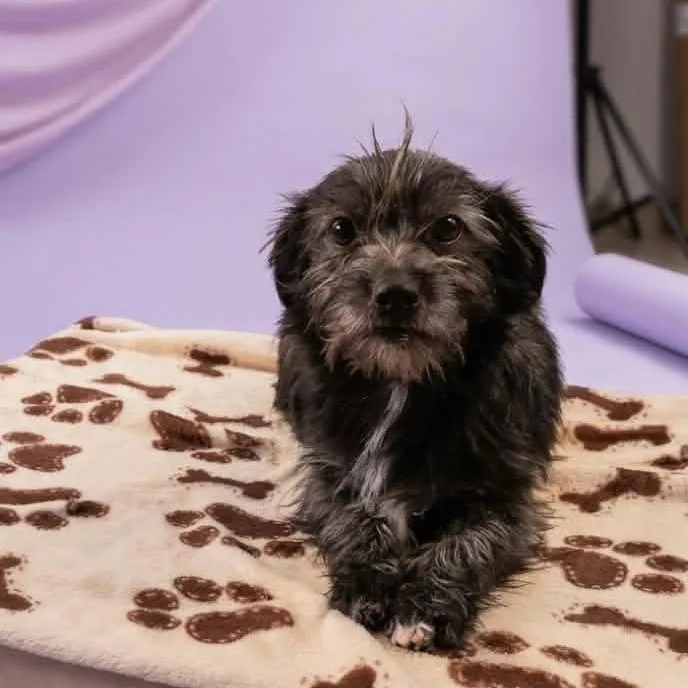 A young small-sized female Black Poodle dog named Isabela for adoption in San Diego, CA