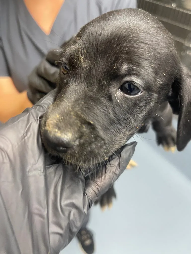 A baby small-sized female Mixed Breed dog named Hoyt for adoption in Cartersville , GA