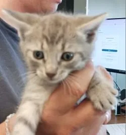 A baby medium-sized female Domestic Short Hair cat named Freesia for adoption in West Memphis, AR