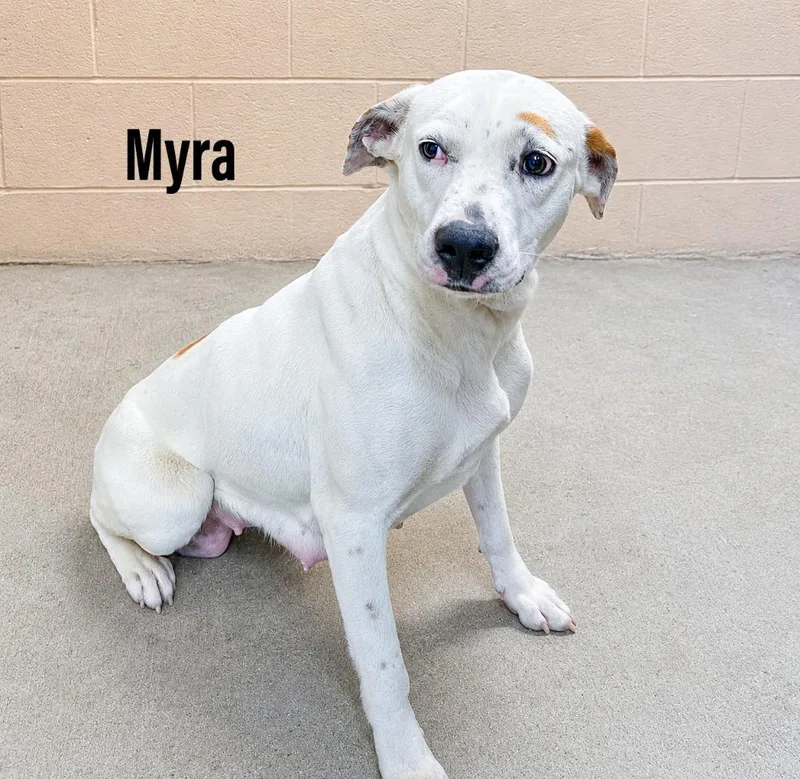 A young large-sized female Labrador Retriever dog named Myra for adoption in Clearfield, KY