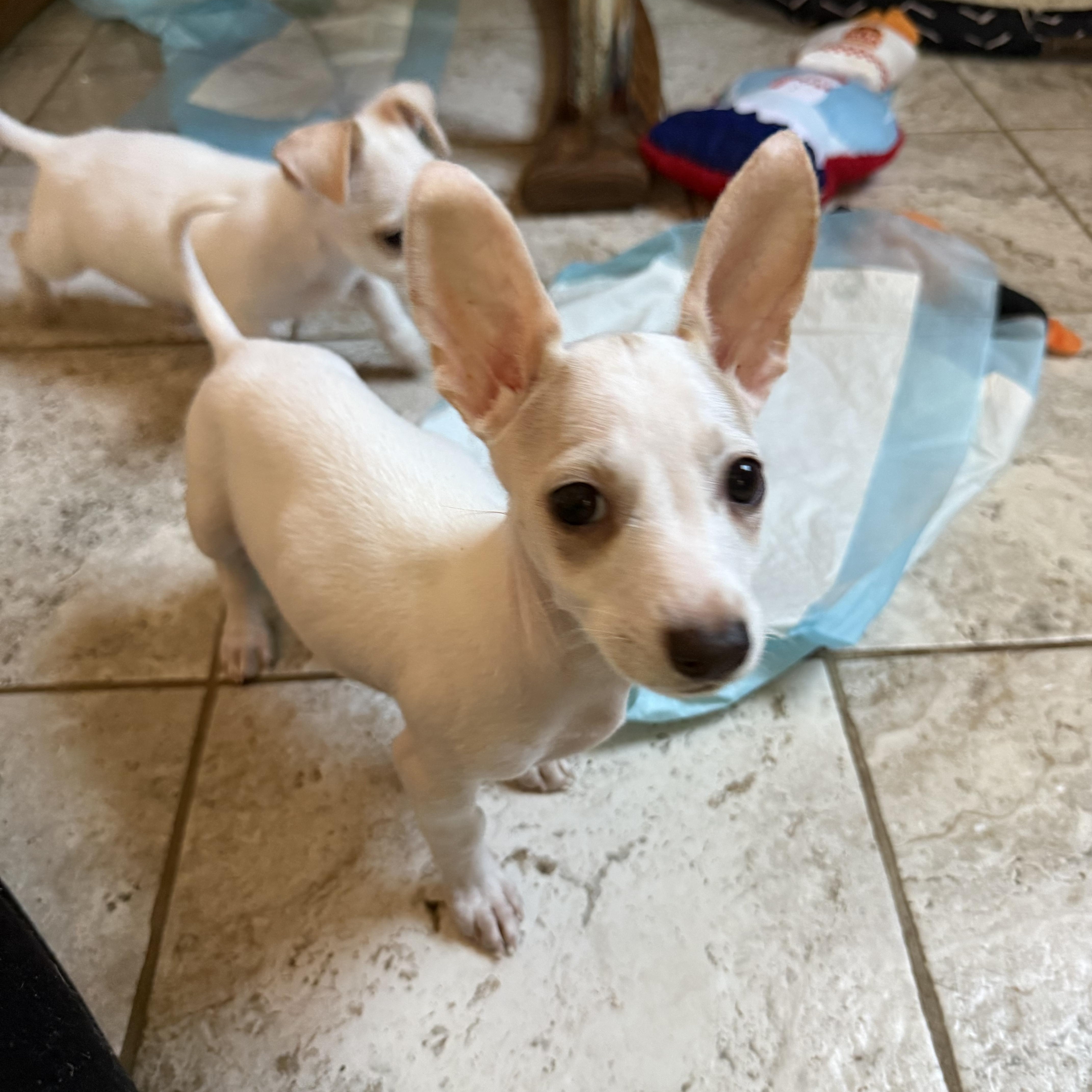 A baby small-sized female White / Cream Chihuahua dog named Cranberry for adoption in Kentwood, MI