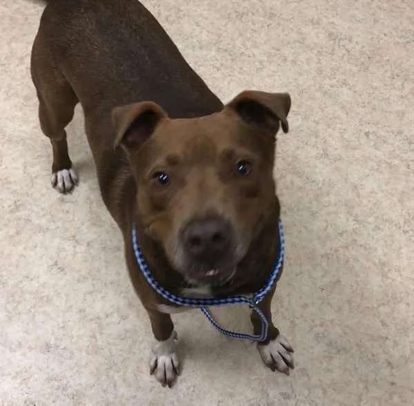 A senior large-sized male Labrador Retriever dog named Bailey for adoption in El Cajon, CA