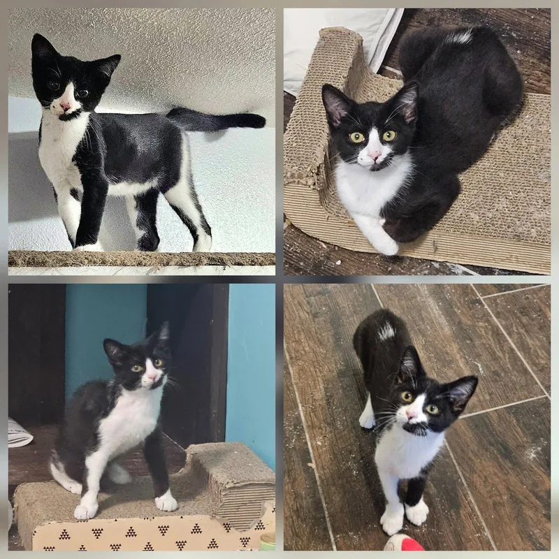 A young medium-sized male Domestic Short Hair cat named Tad for adoption in Phoenix, AZ