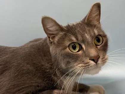 An adult small-sized male Domestic Short Hair cat named Nico for adoption in Golden Valley, MN