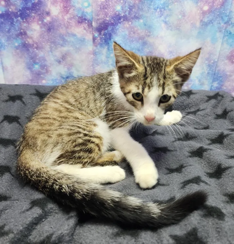 A baby small-sized male Domestic Short Hair cat named Koala for adoption in Washington Court House, OH
