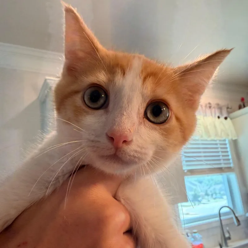 Nutmeg