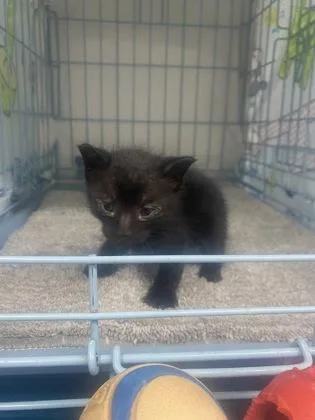 A baby small-sized male Domestic Short Hair cat named Thomas for adoption in Gainesville, FL