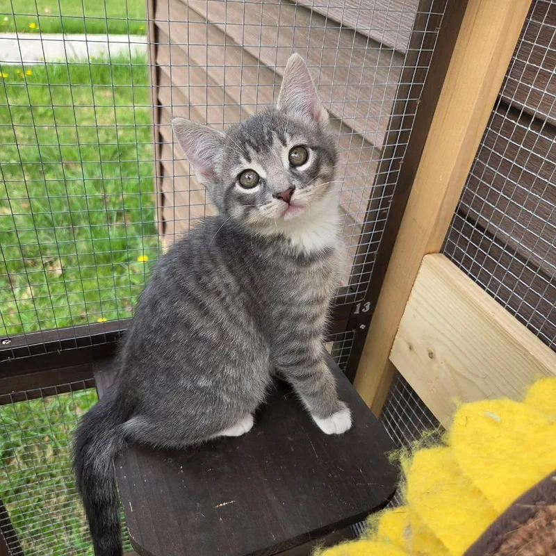 A baby small-sized male Gray / Blue / Silver Domestic Short Hair cat named Pikachu for adoption in Wind Gap, PA