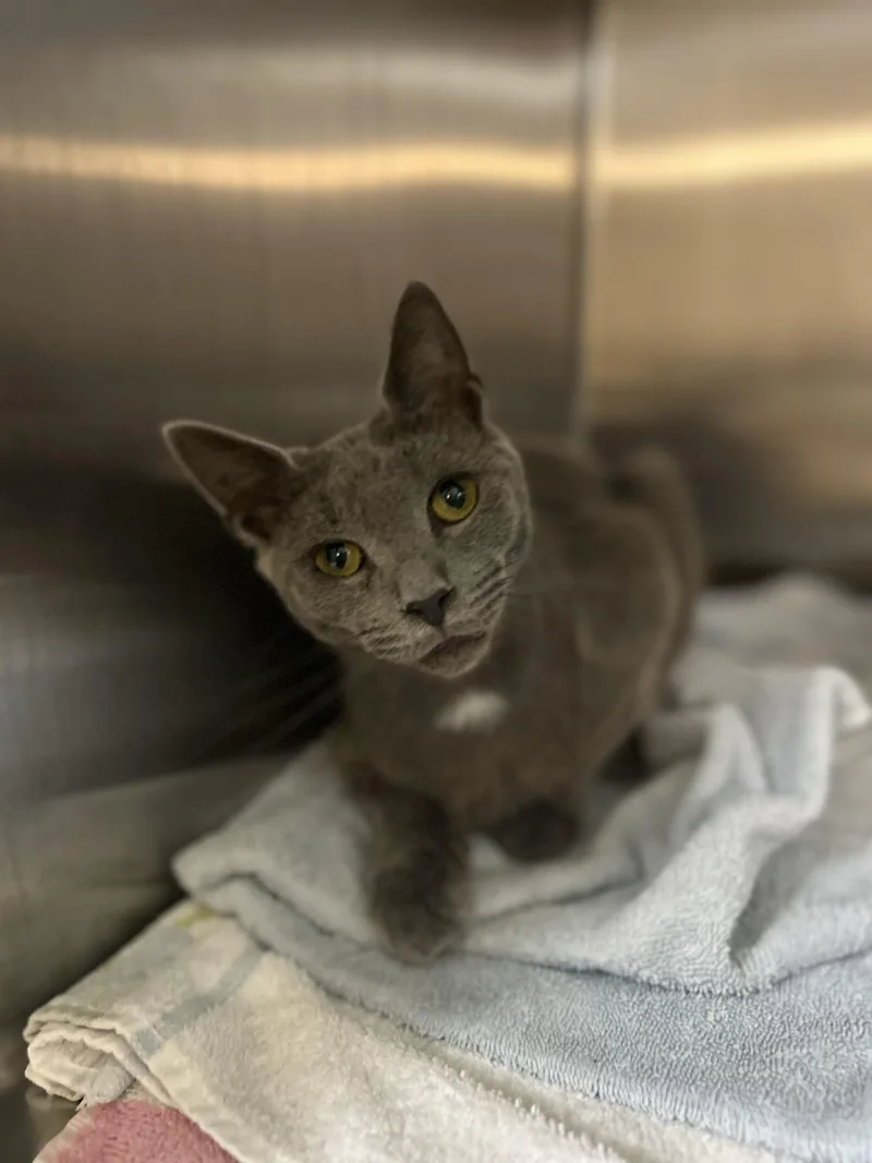 An adult medium-sized male Gray / Blue / Silver Domestic Short Hair cat named Doodle Bob for adoption in Myerstown, PA