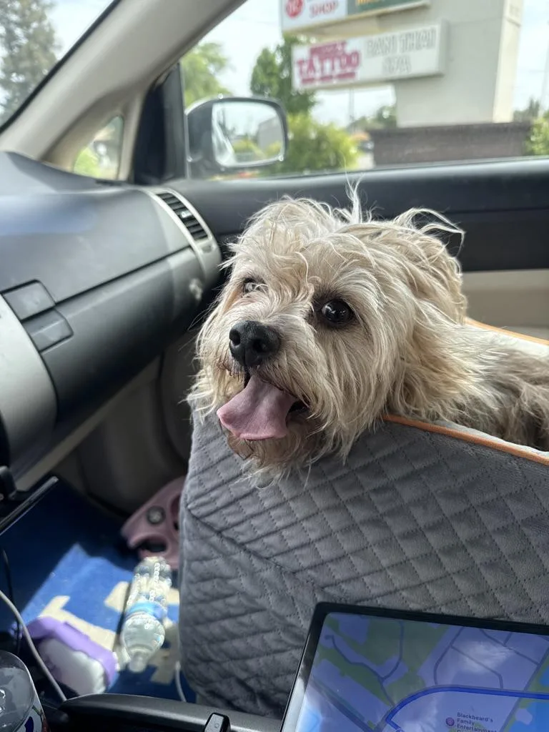 An adult small-sized female Apricot / Beige Miniature Schnauzer dog named Gemma for adoption in Arroyo Grande, CA