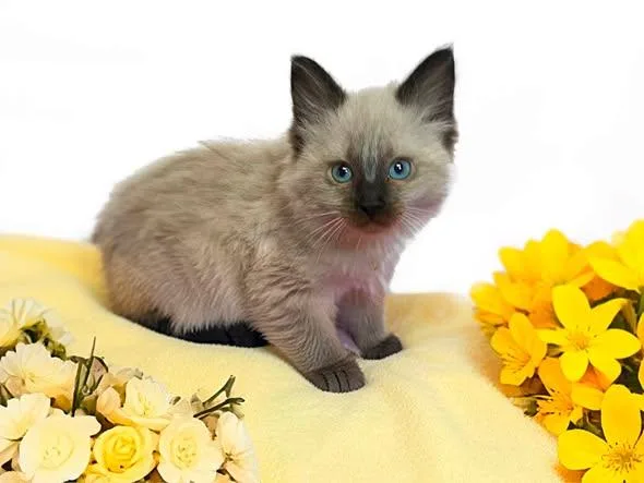 A baby medium-sized female Seal Point Domestic Medium Hair cat named Lemon for adoption in Graham, WA