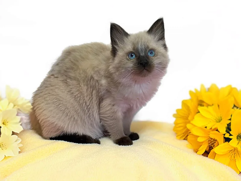 Lemon thumbnail 2