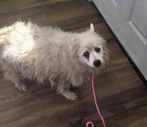 A senior medium-sized male Spitz dog named Dooley for adoption in Cleveland, TN