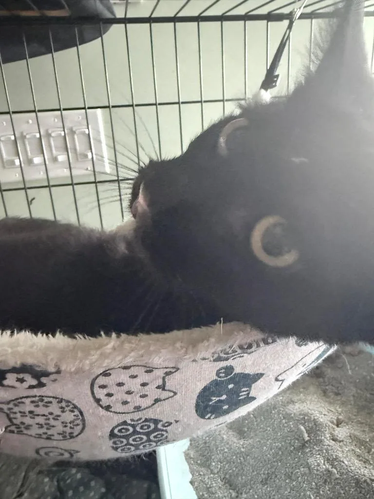 Tuna Salad thumbnail 2