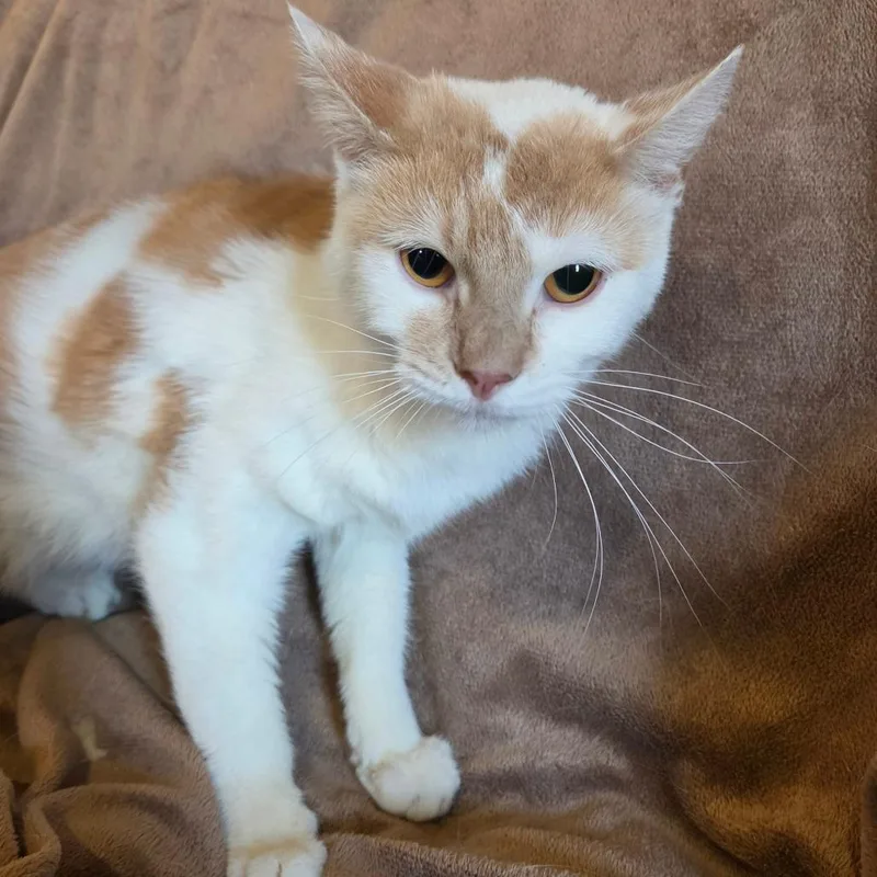 An adult medium-sized female Orange / Red Domestic Short Hair cat named Hedy for adoption in Park Falls, WI