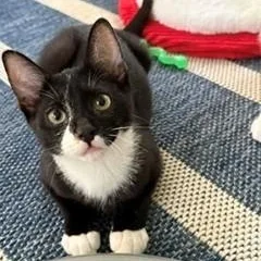 A young medium-sized female Black & White / Tuxedo Domestic Short Hair cat named Umi for adoption in Cape May Court House, NJ