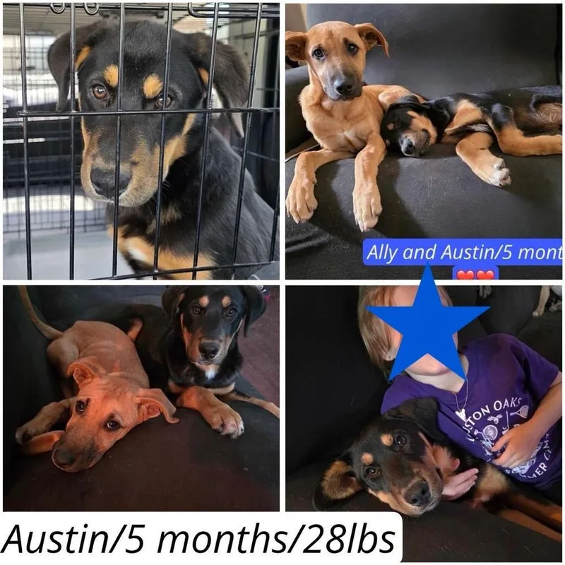 Austin