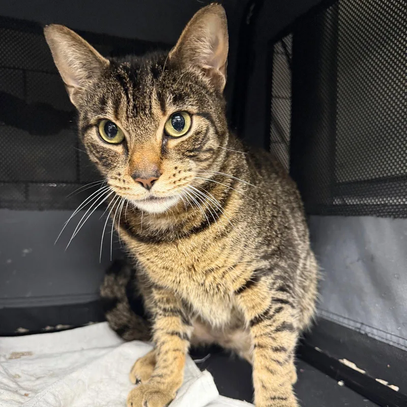 An adult medium-sized male Domestic Short Hair cat named Tobacco for adoption in Brooklyn, NY