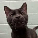 An adult medium-sized male Black Domestic Short Hair cat named Binx for adoption in Lansing, MI