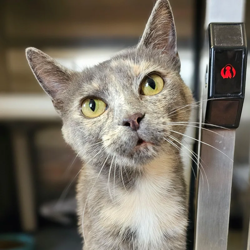 An adult medium-sized female Dilute Tortoiseshell Domestic Short Hair cat named Noodle C for adoption in Frankfort, KY