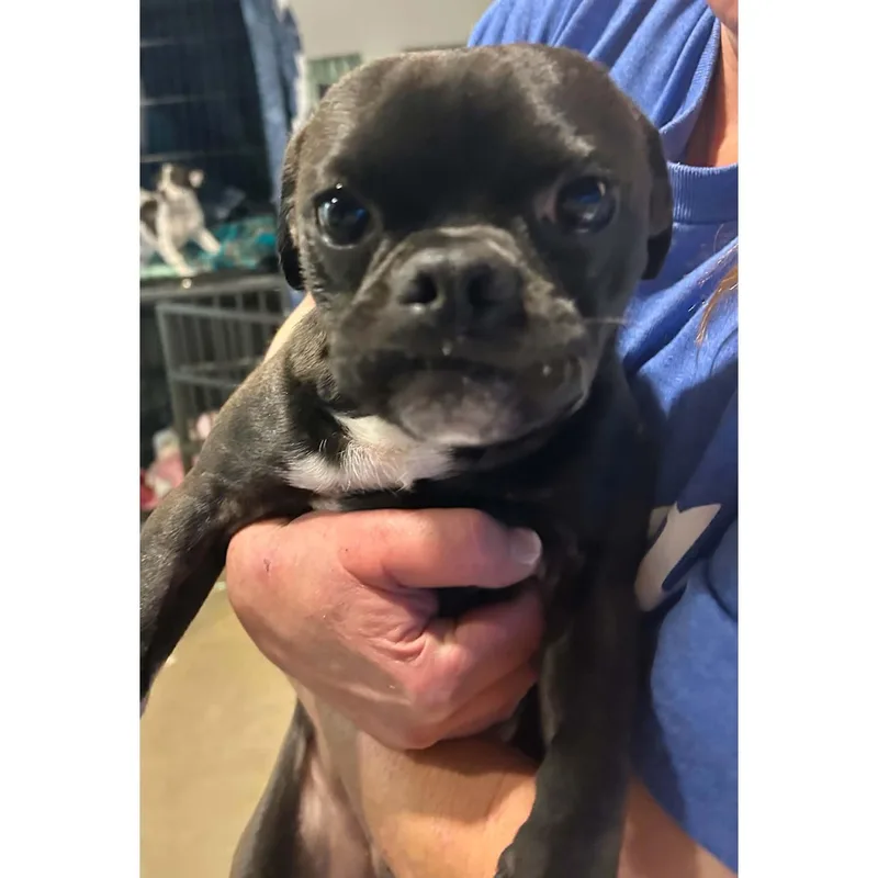 A young small-sized male Boston Terrier dog named Milo for adoption in Boulder, CO