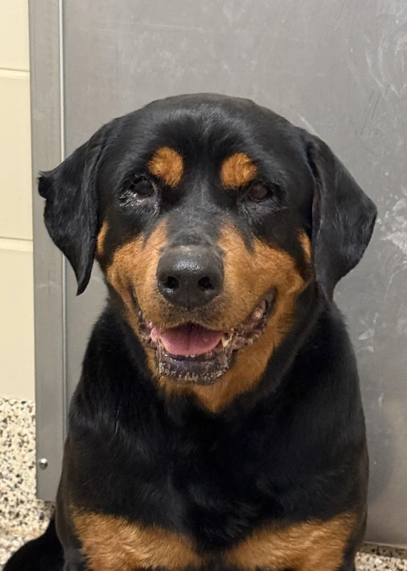 An adult large-sized female Black Rottweiler dog named Susie Q for adoption in Aiken, SC