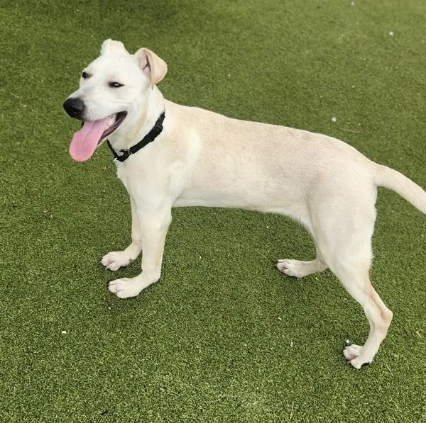 A young small-sized male Mixed Breed dog named Marcus for adoption in Austin, TX
