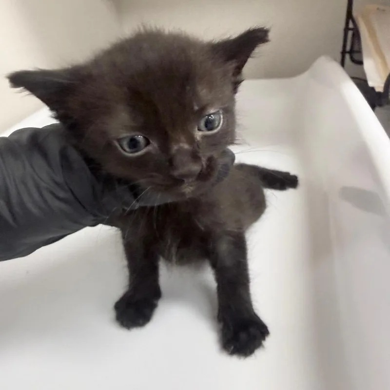 A baby small-sized male Black Domestic Short Hair cat named Coin for adoption in Jupiter, FL