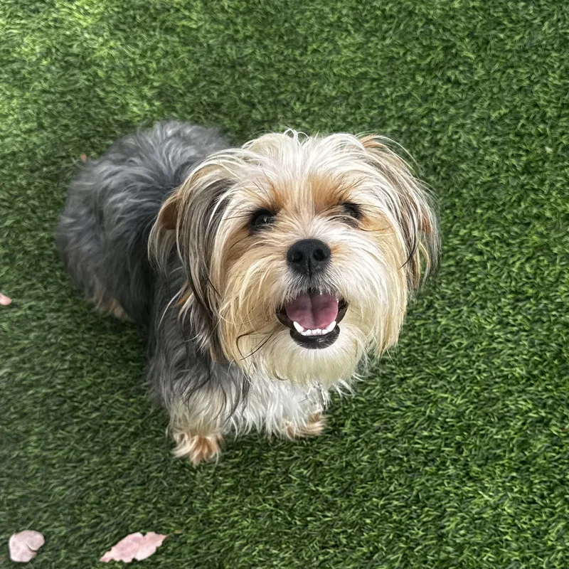 A young small-sized female Yorkshire Terrier dog named Thelma for adoption in Los Angeles, CA