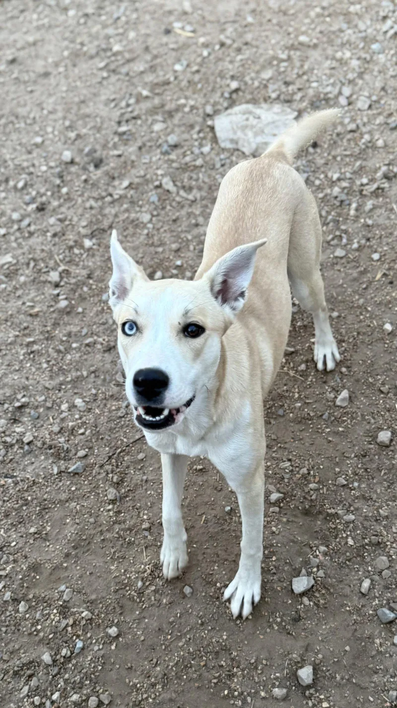 An adult large-sized female Carolina Dog dog named Chauncy for adoption in Corning, AR