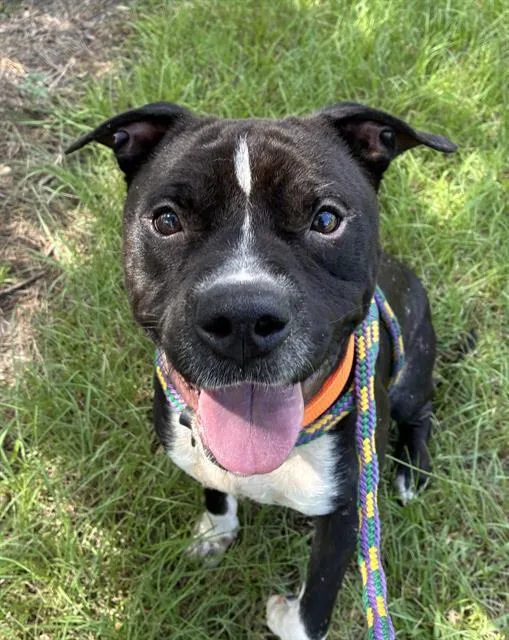 A young medium-sized male Mixed Breed dog named Techno for adoption in Jacksonville, FL