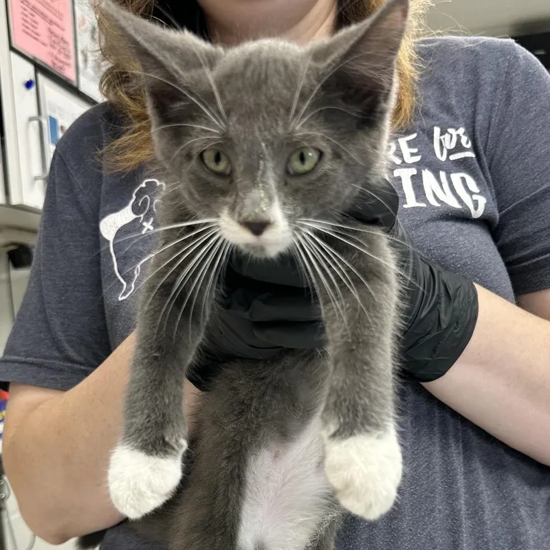 A baby small-sized male Gray / Blue / Silver Domestic Short Hair cat named Cyclone for adoption in Evansville, IN