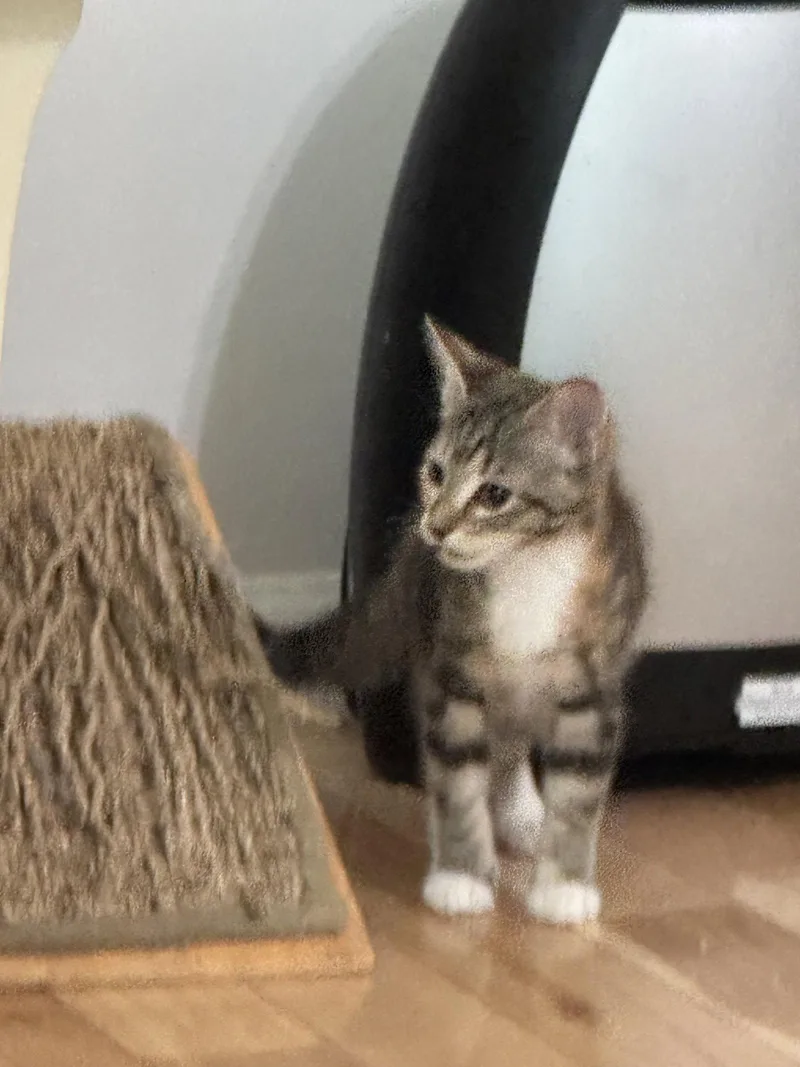 A baby medium-sized female Tabby cat named Illiana for adoption in Buford, GA