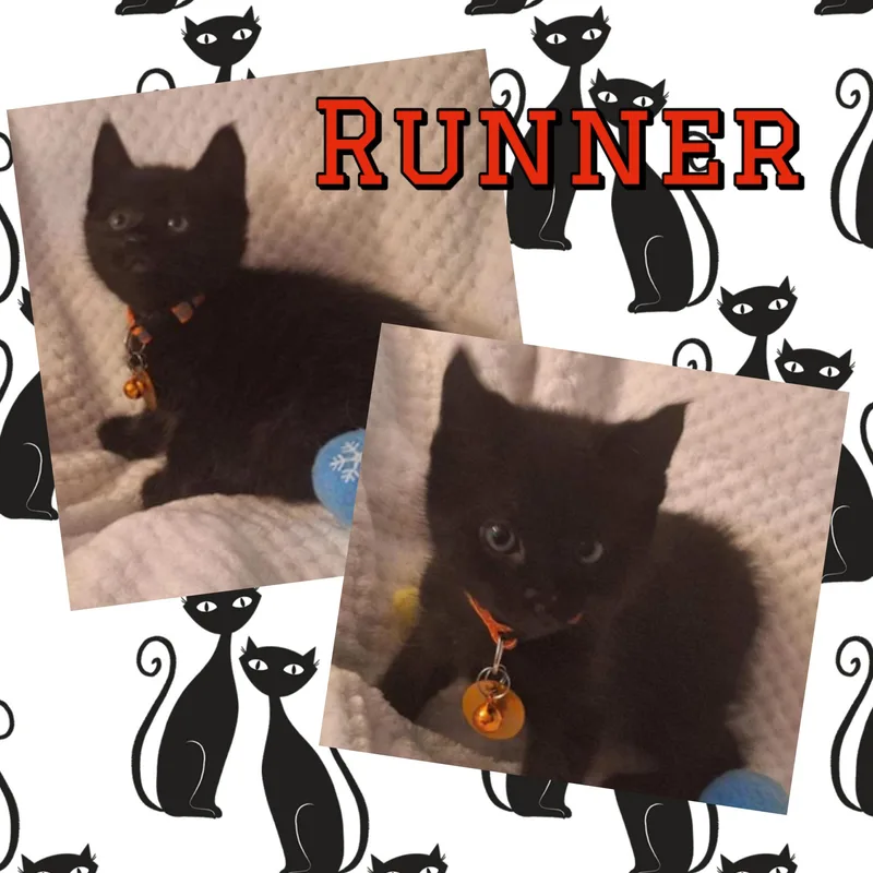 Runner thumbnail 2