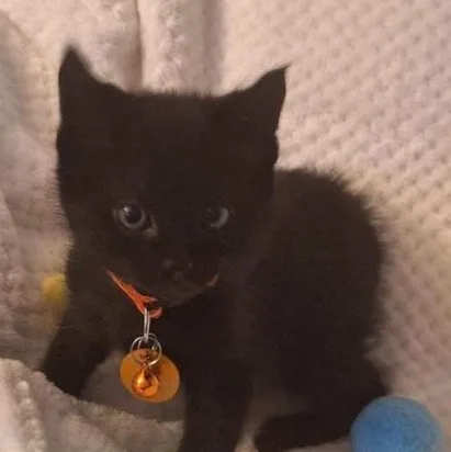 A baby medium-sized male Black Domestic Short Hair cat named Runner for adoption in Pasco, WA