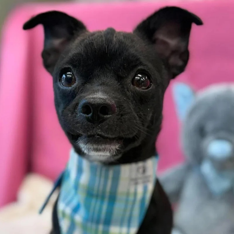 A young small-sized male Chihuahua dog named Ding Dong for adoption in Tacoma, WA