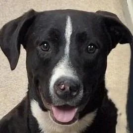 A baby medium-sized female Australian Cattle Dog / Blue Heeler dog named Pookie for adoption in Brenham, TX