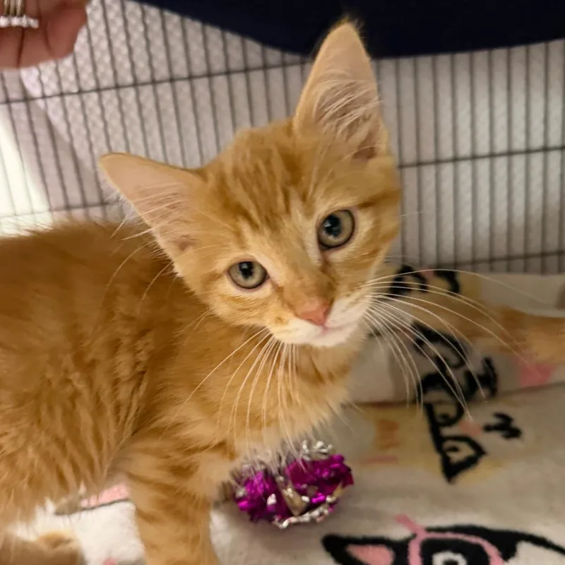 A baby small-sized male Orange / Red Domestic Short Hair cat named Copper for adoption in Hampton Bays, NY