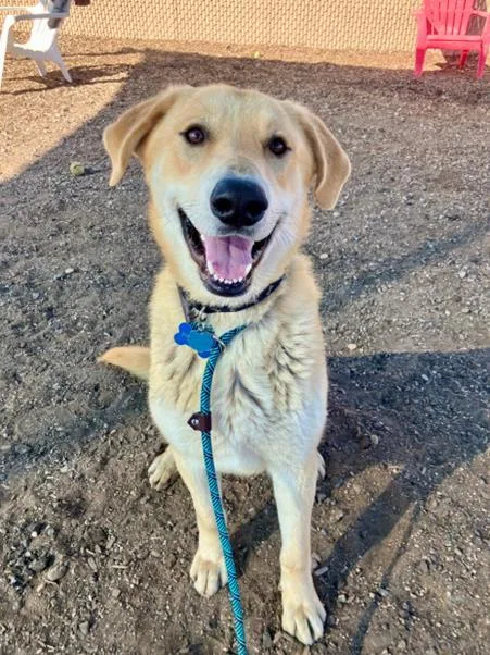 A young large-sized male Labrador Retriever dog named Simba for adoption in Albuquerque, NM