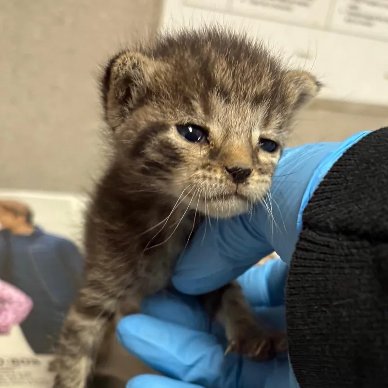 A baby small-sized female Brown / Chocolate Domestic Short Hair cat named Milly for adoption in Yuma, AZ