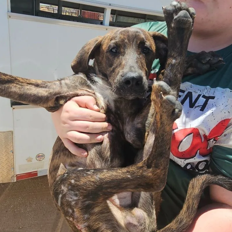 Three Hundred thumbnail 2