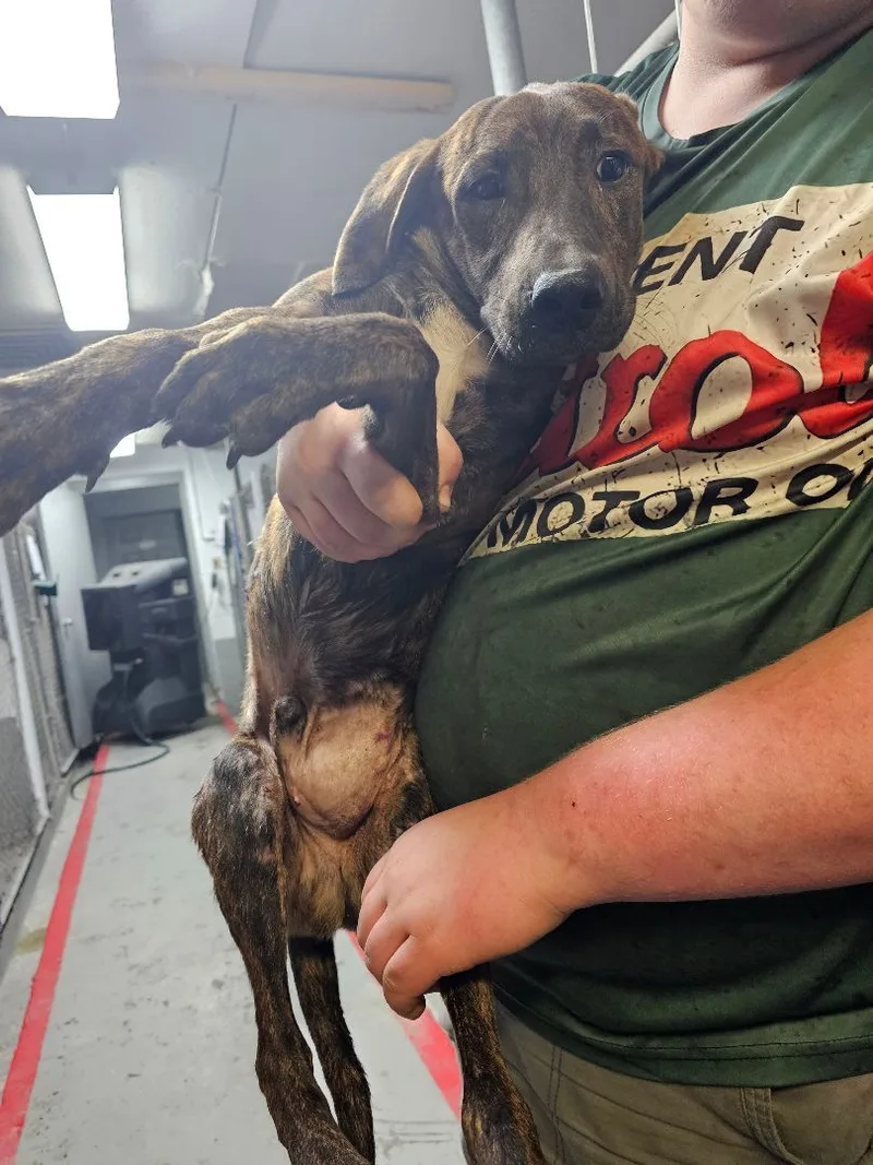 Three Hundred thumbnail 4