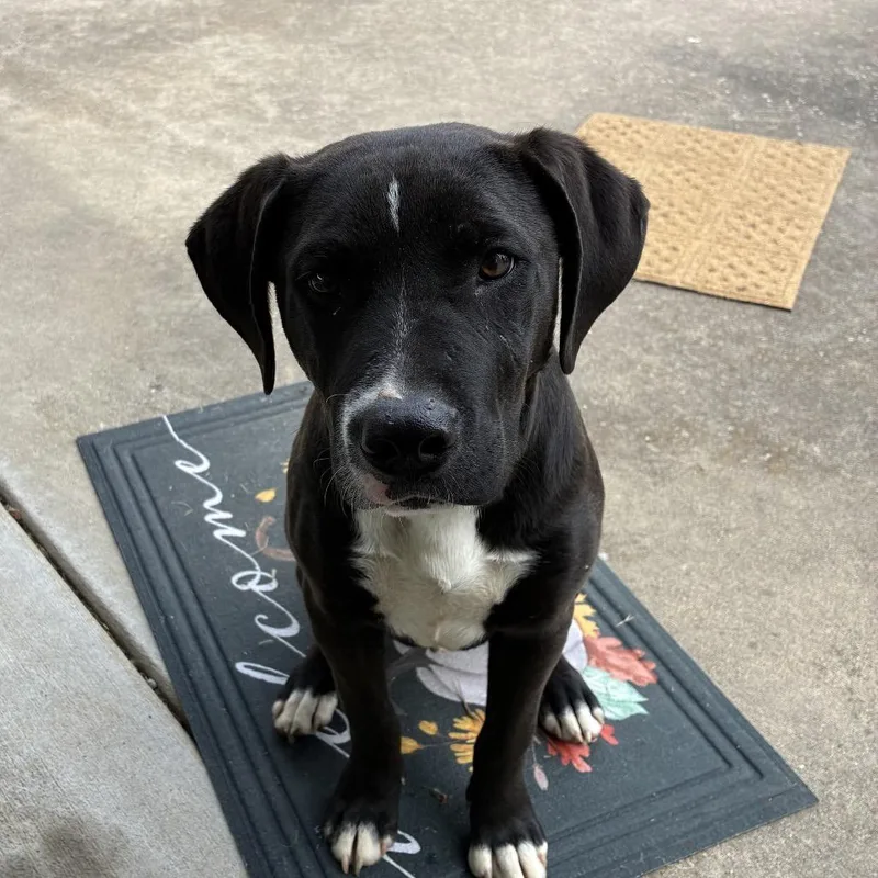 A young medium-sized male Black Labrador Retriever dog named Tux for adoption in Harrisville, WV