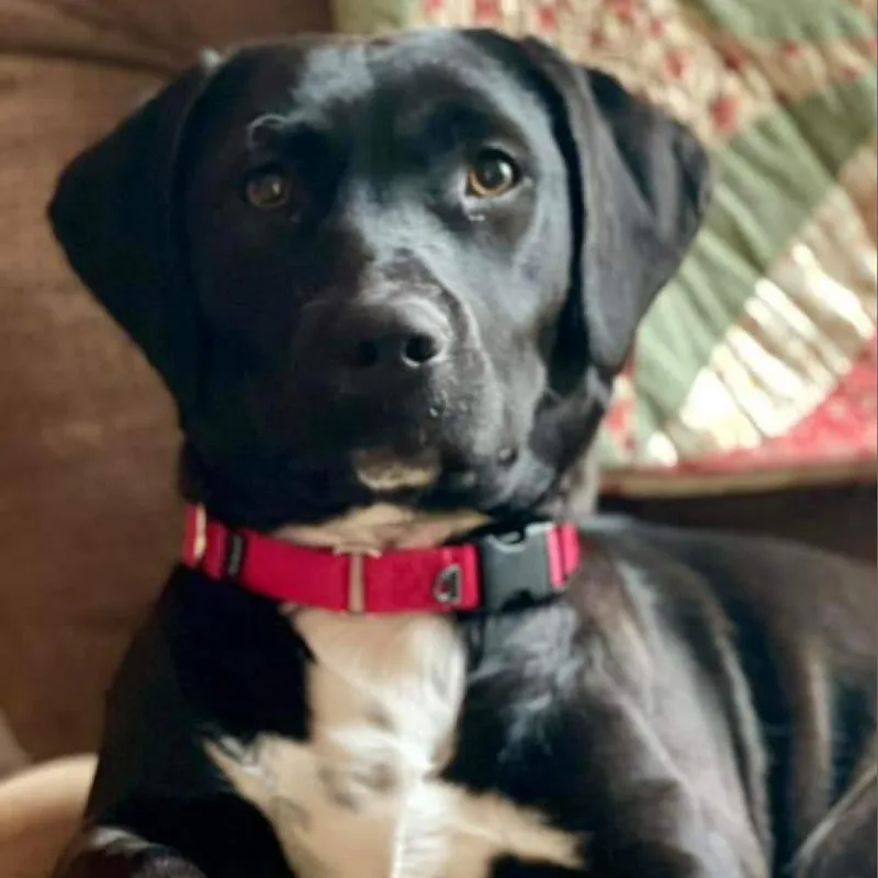 An adult medium-sized female Black Mixed Breed dog named Brooklyn for adoption in Fredericksburg, VA
