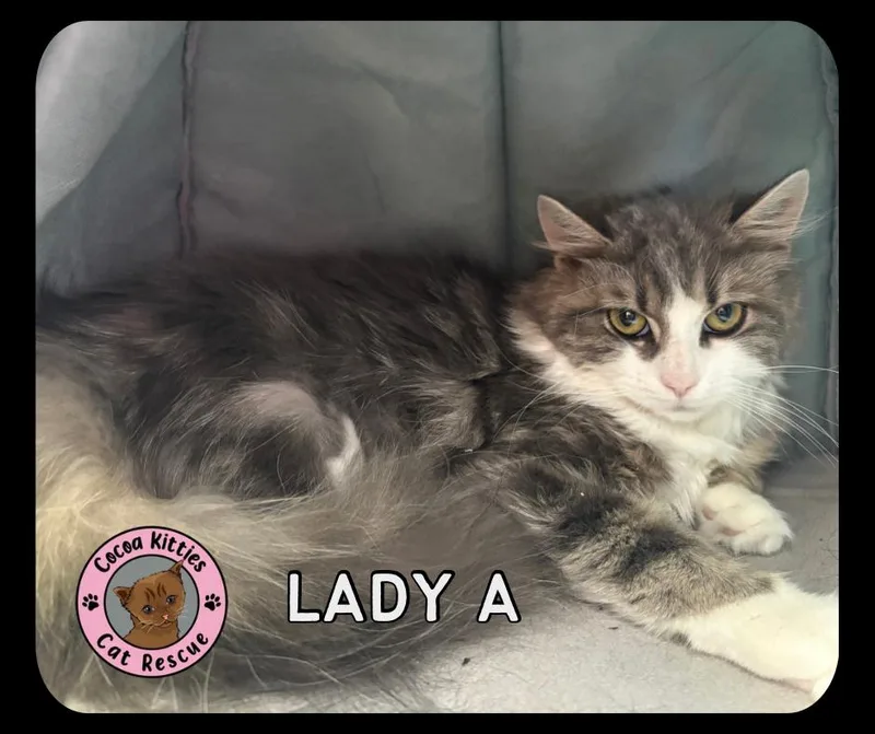 A young medium-sized female Domestic Long Hair cat named Lady A for adoption in Hershey, PA