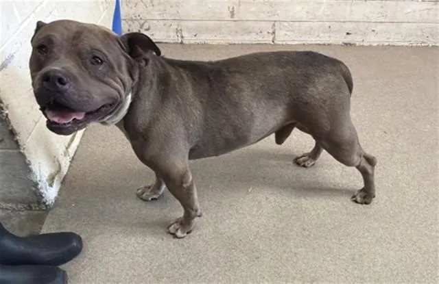 An adult medium-sized male Pit Bull Terrier dog named Remmington for adoption in San Bernardino, CA