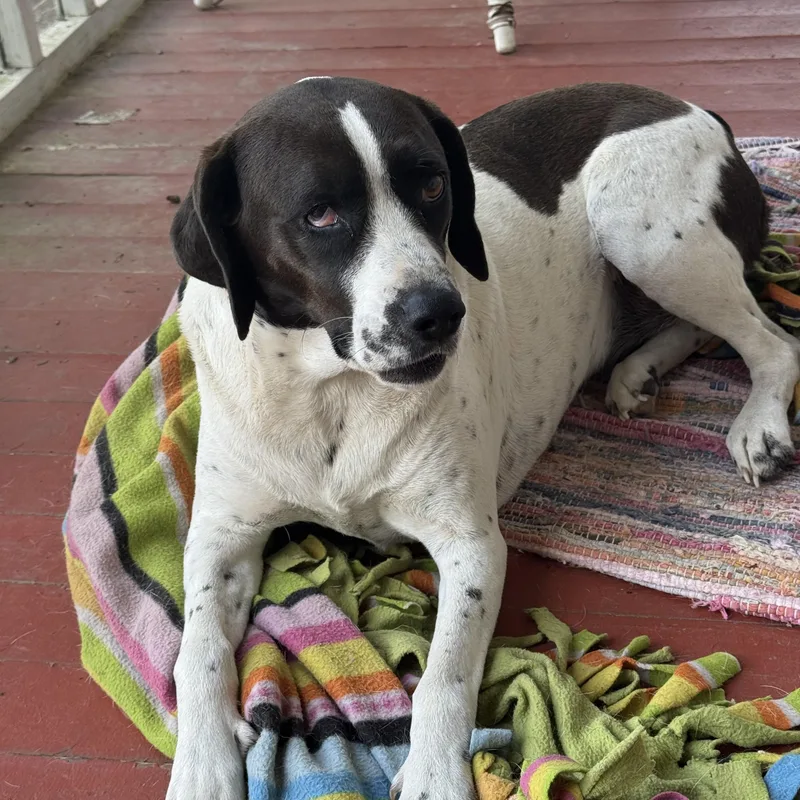 An adult medium-sized female Black German Shorthaired Pointer dog named Daisy for adoption in Choudrant, LA